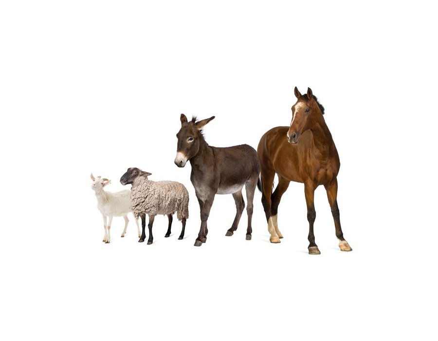 GMP für Tierarzneimittel