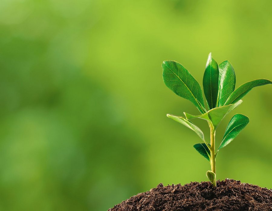 IP Protection for Plant Innovation 2026 IP Protection for Plant Innovation 2026