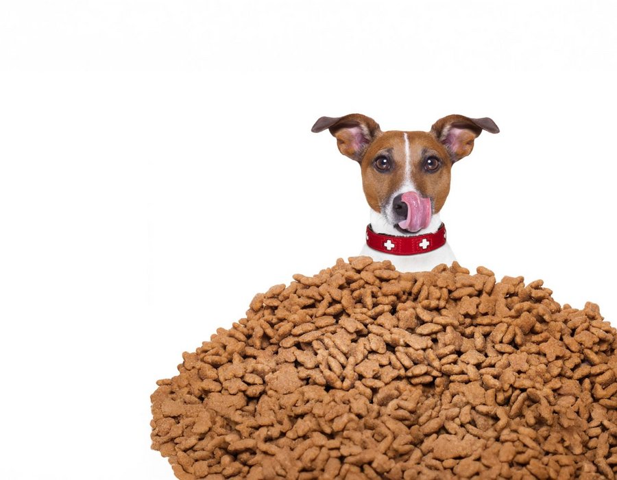 Tierernährung & Petfood-Entwicklung