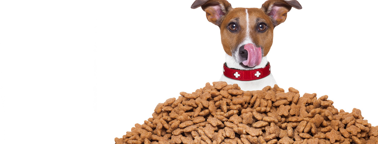 Seminar Tierernährung & Petfood-Entwicklung
