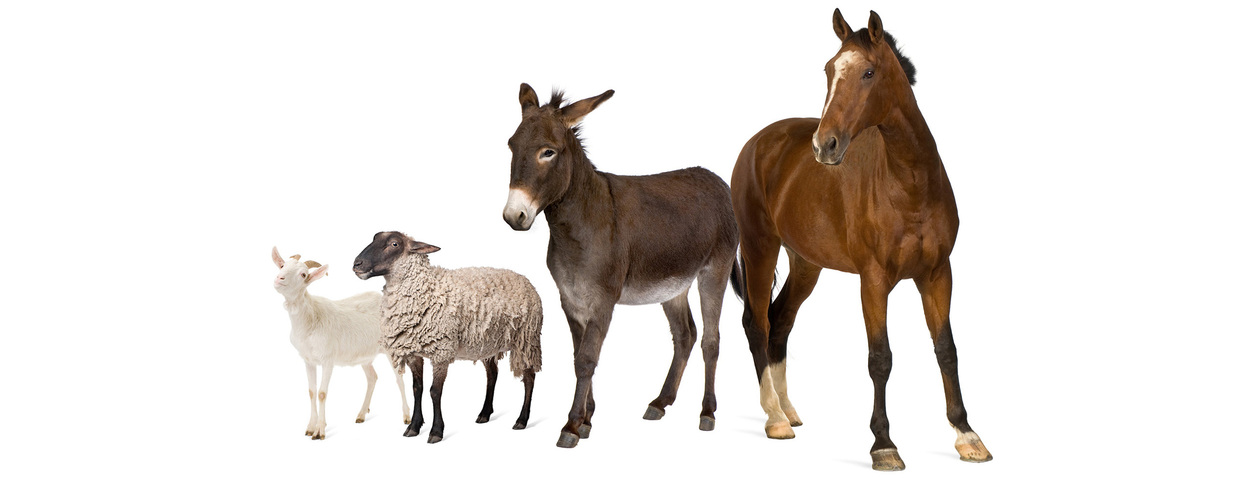 Seminar GMP für Tierarzneimittel